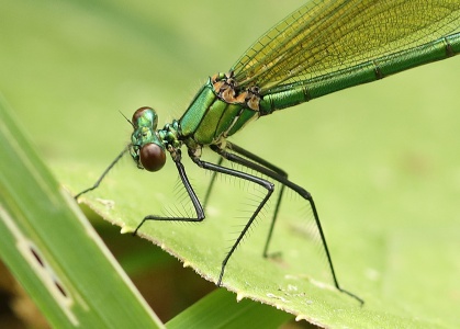 Banded Demoiselle female (Calopteryx splendens) Alan Prowse